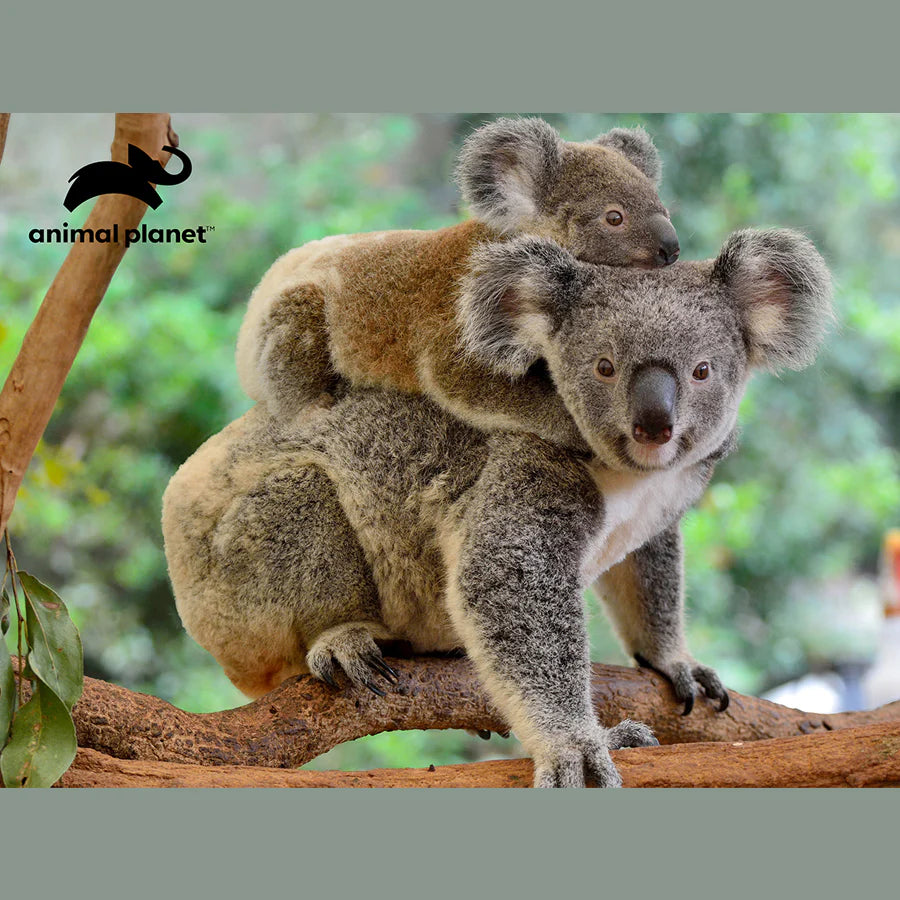 Prime 3D - Puzzle Koalas
