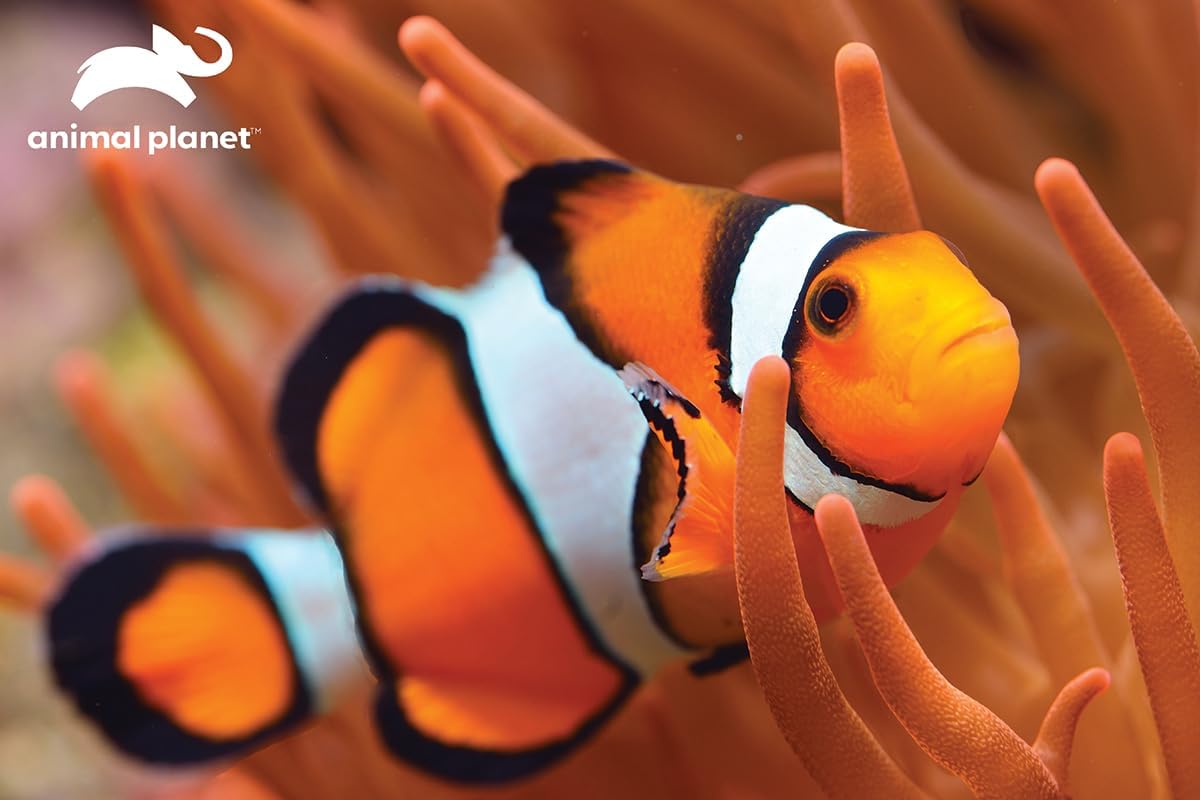 Prime 3D - Clown Fish Puzzle