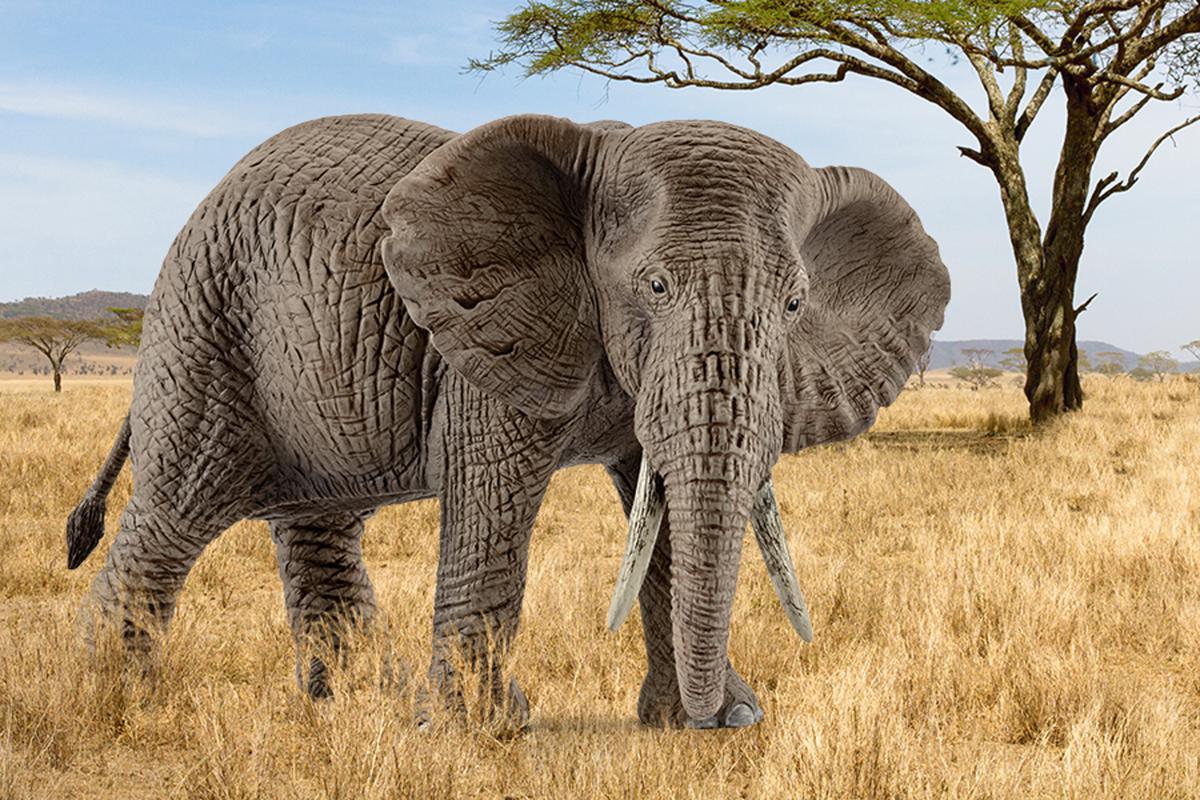 Schleich - Farm World - African Elephant Female (14761)